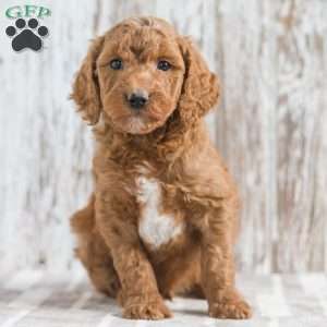 Jupiter, Mini Goldendoodle Puppy